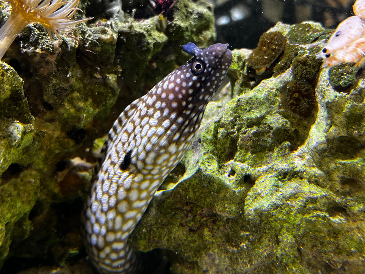Brazilian Dragon Eel
