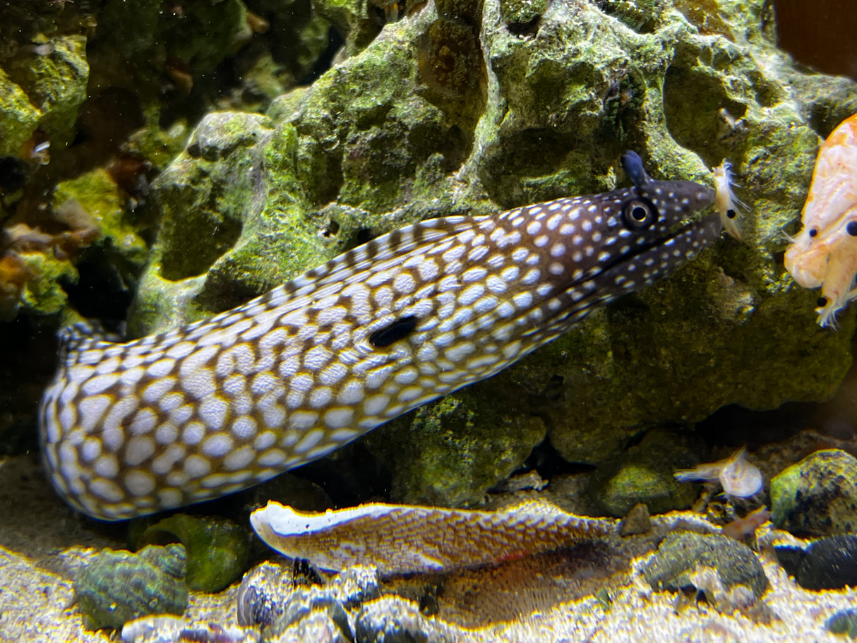Brazilian Dragon Eel
