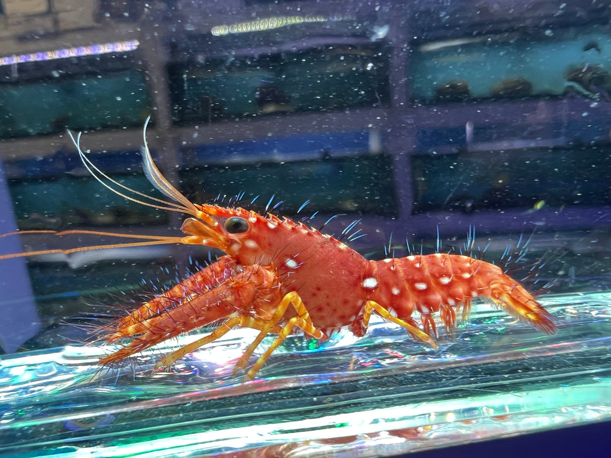 Flaming Reef Lobster