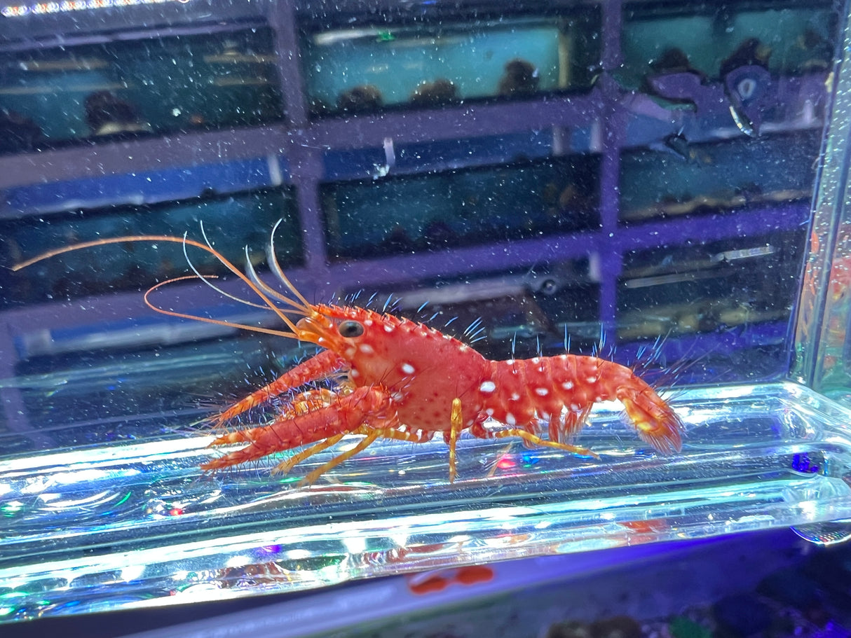 Flaming Reef Lobster
