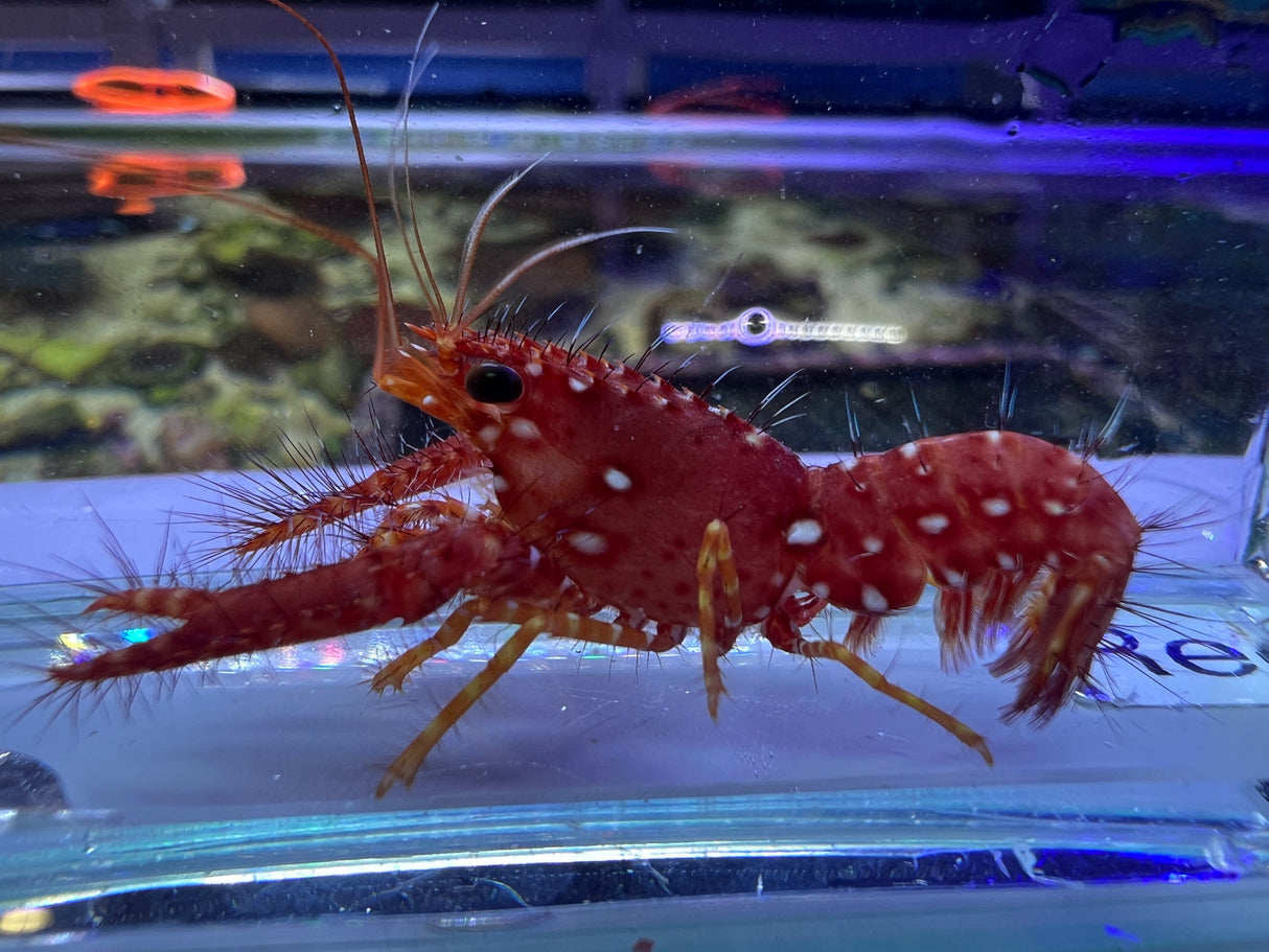 Flaming Reef Lobster