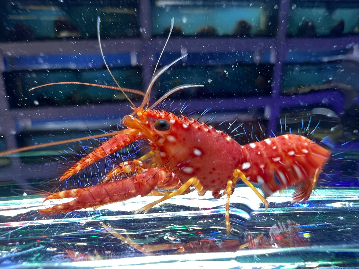 Flaming Reef Lobster