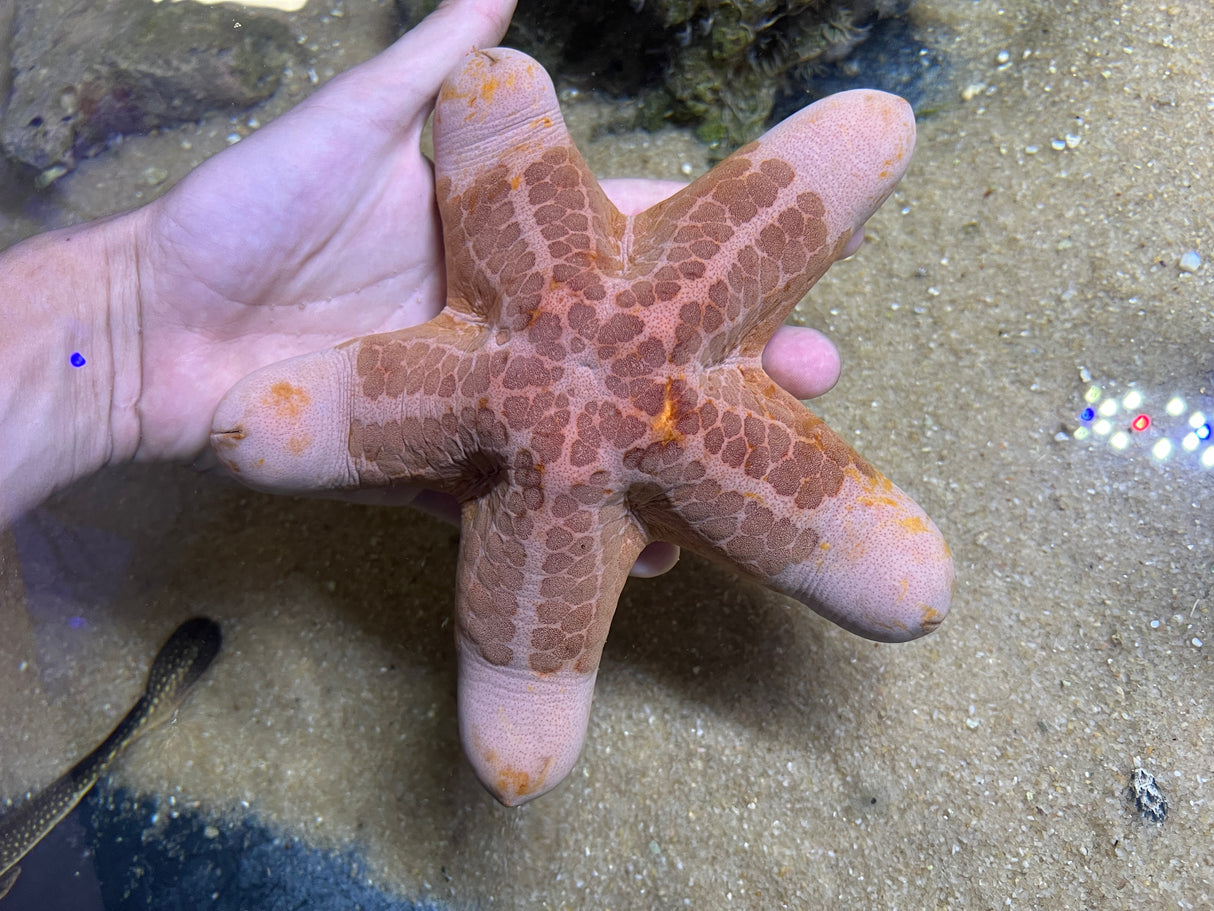 Granulated Starfish