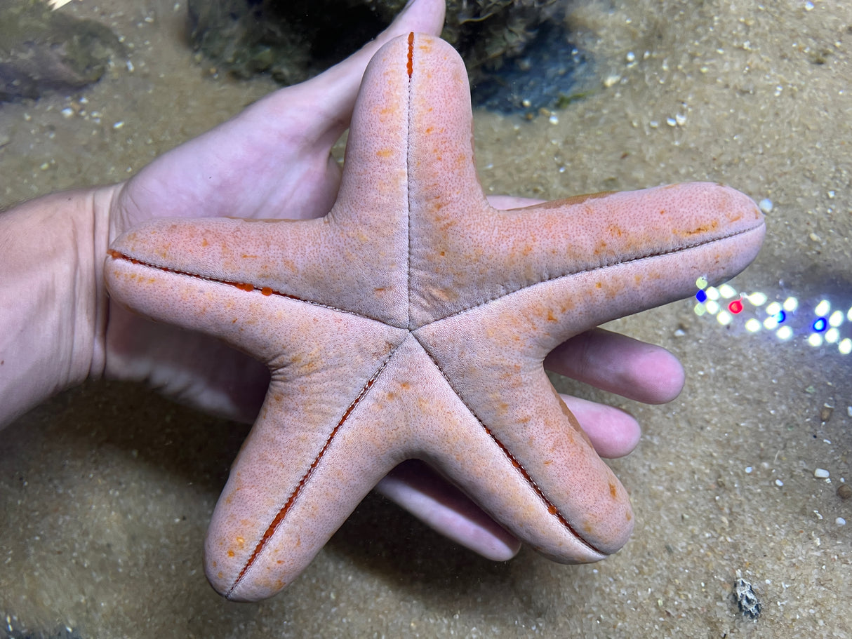 Granulated Starfish