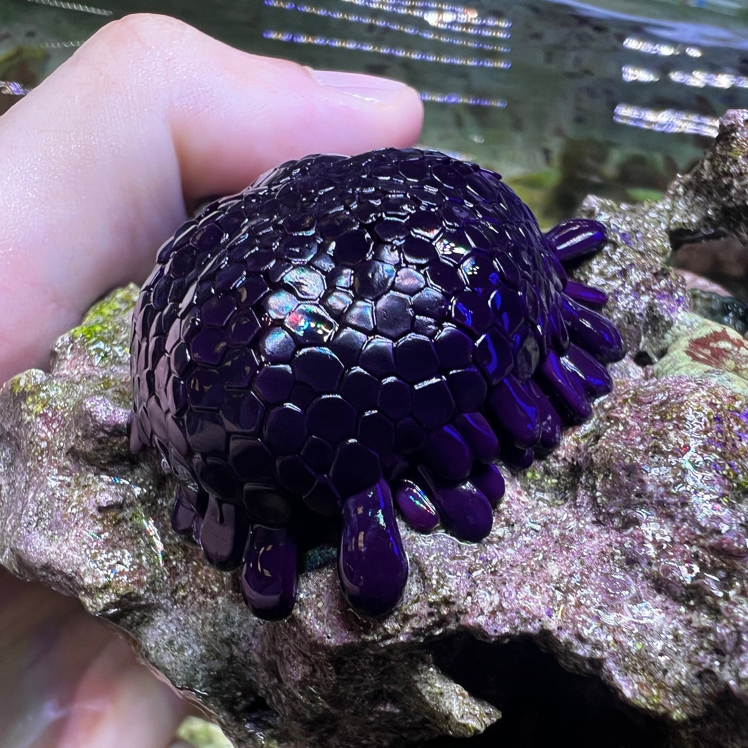 Shingle Urchin (Colobocentrotus atratus) Hardy Algae Grazer