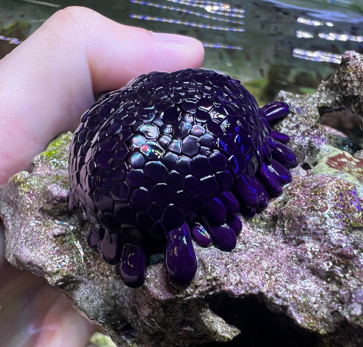 Shingle Urchin (Colobocentrotus atratus) Hardy Algae Grazer