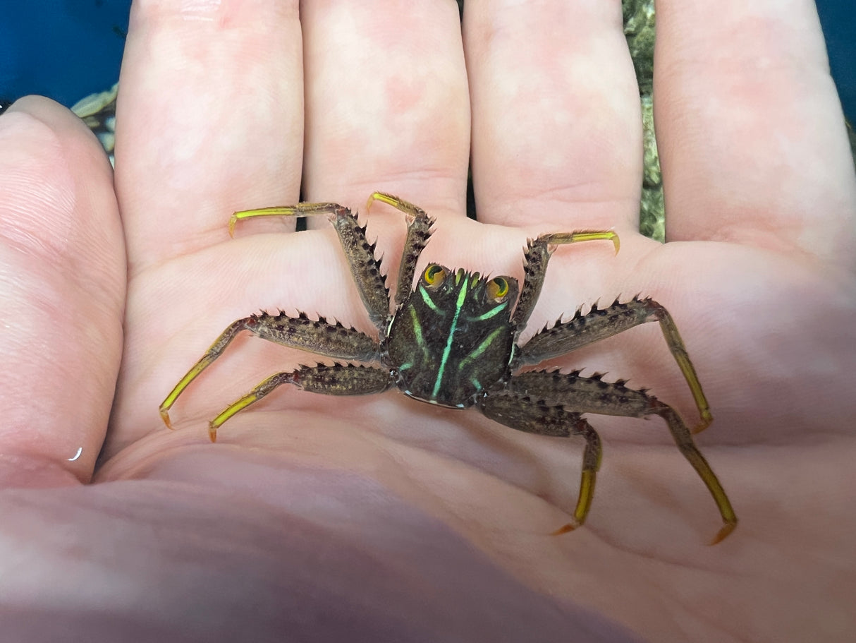 Sally Lightfoot Crab