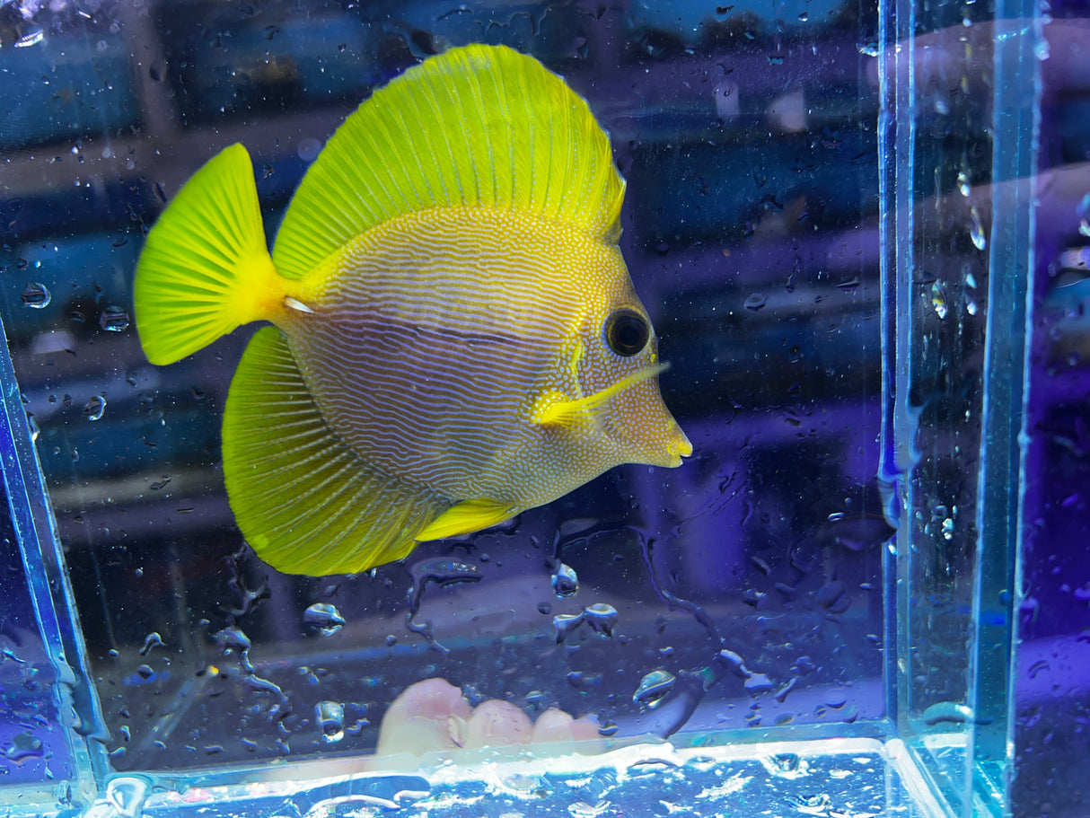 Yurple Tang (Yellow x Purple Tang Hybrid) - "Holy Grail" Fish