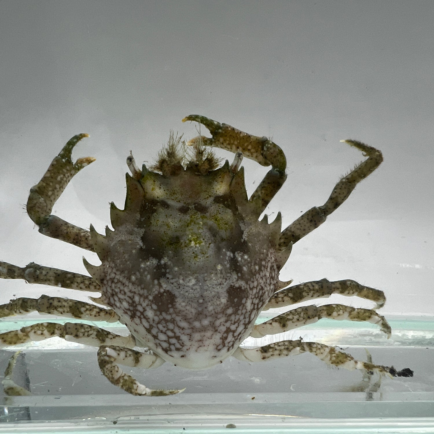 Pitho Crab