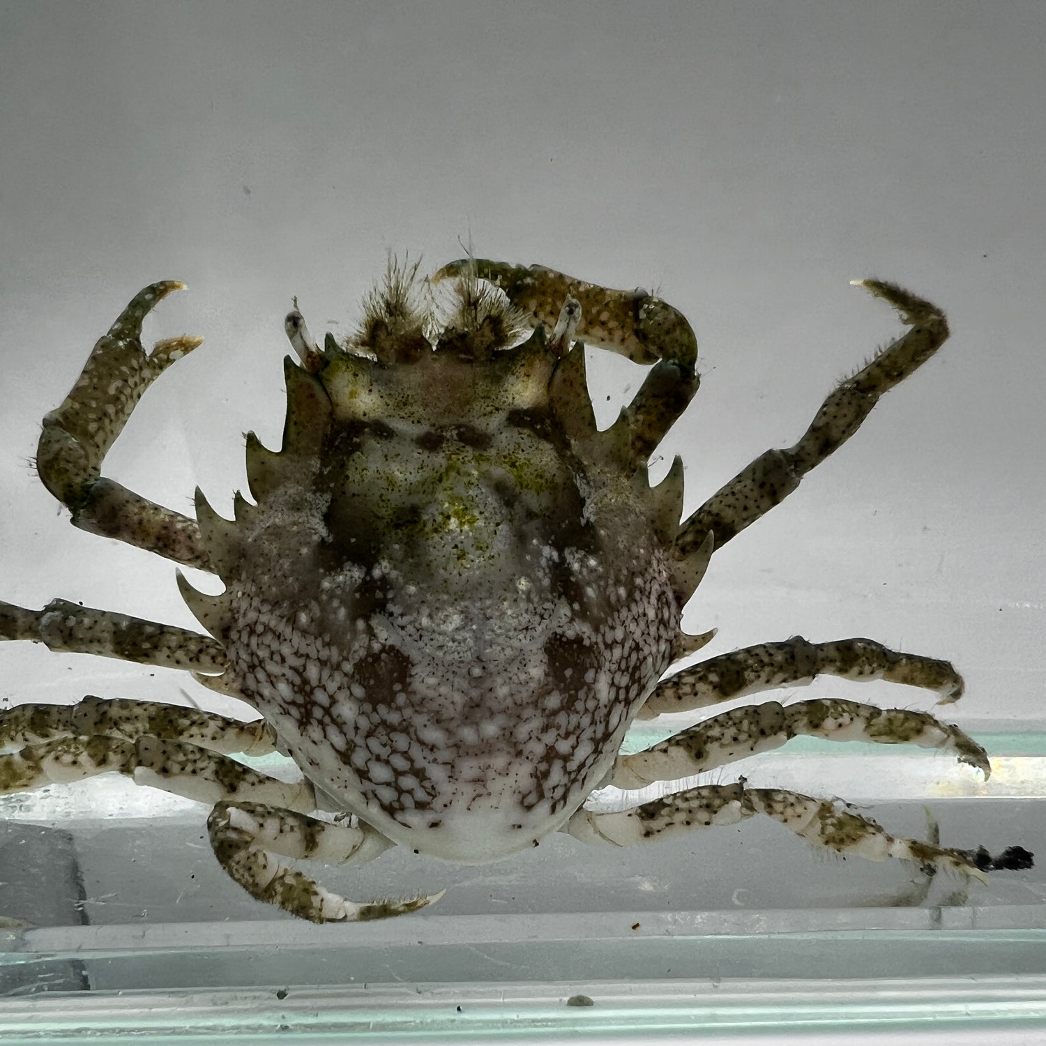 Pitho Crab