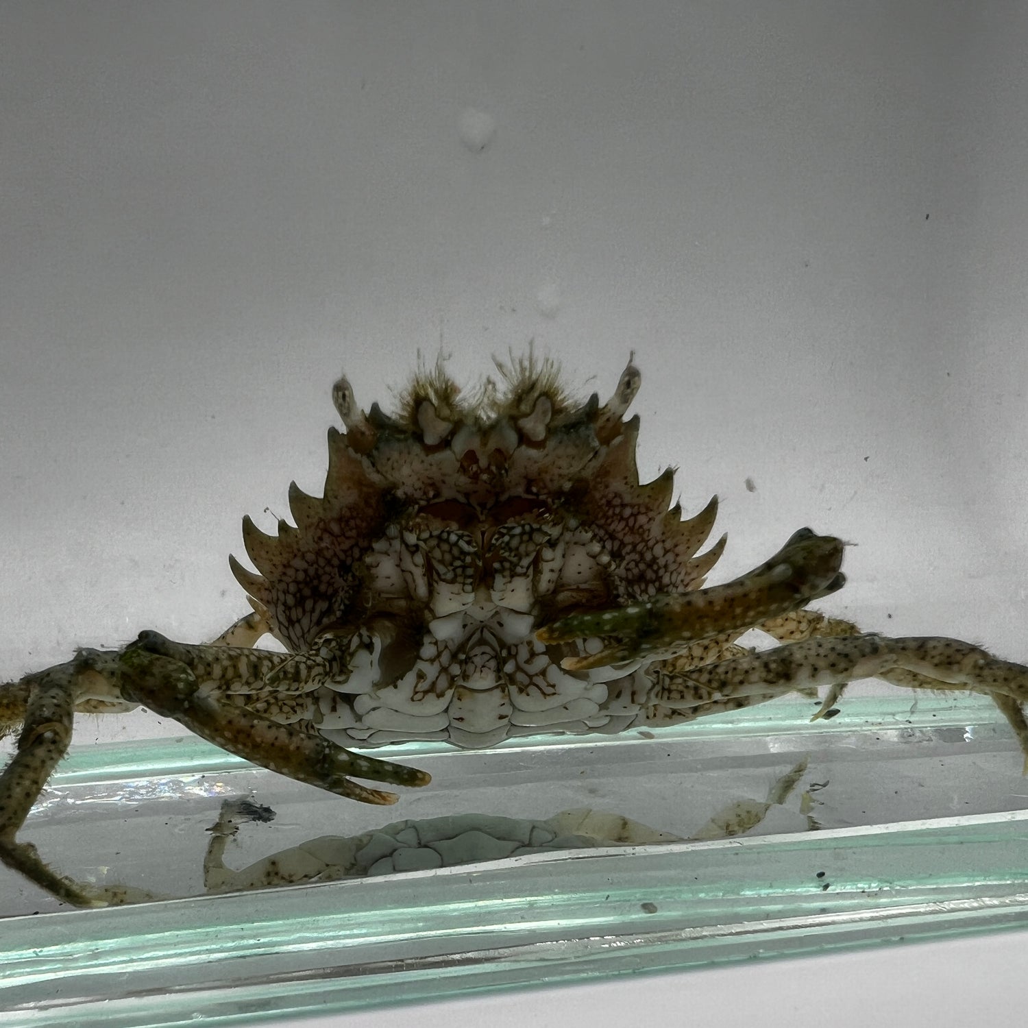 Pitho Crab