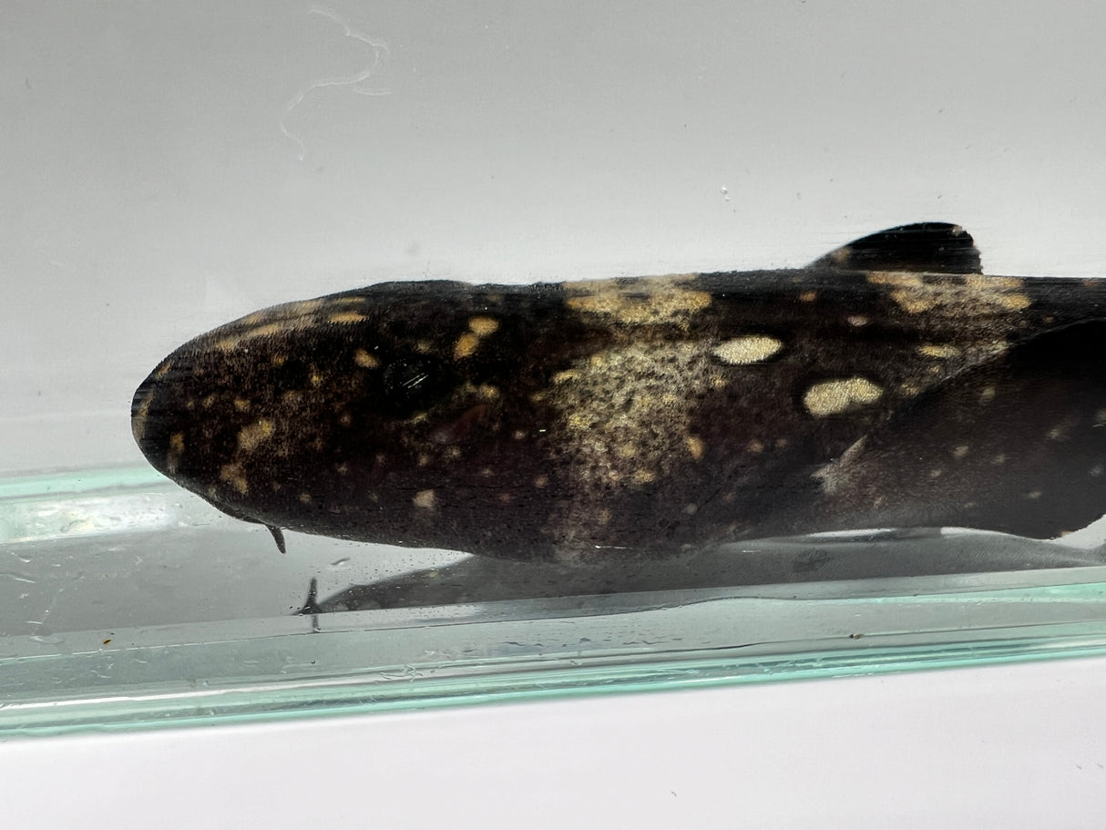 Captive-Bred Whitespotted Bamboo Shark