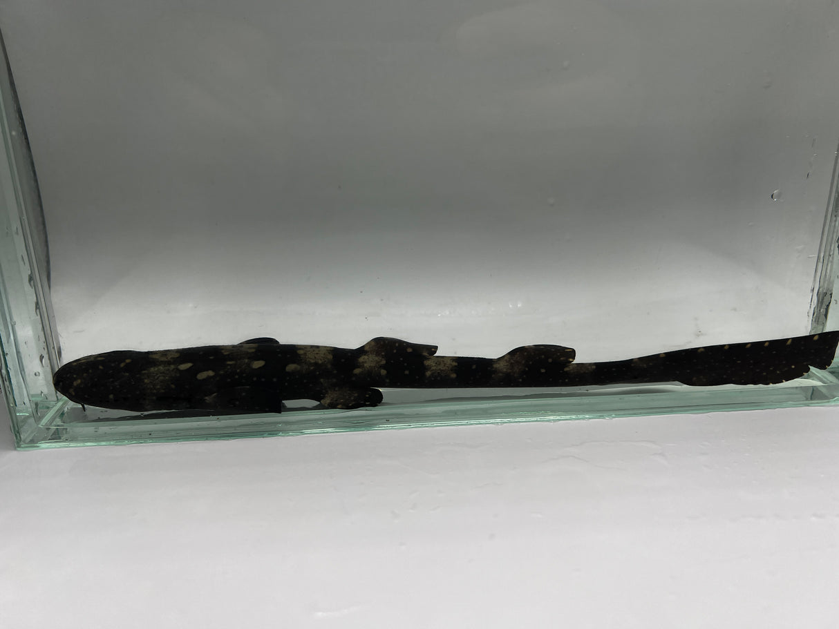 Captive-Bred Whitespotted Bamboo Shark