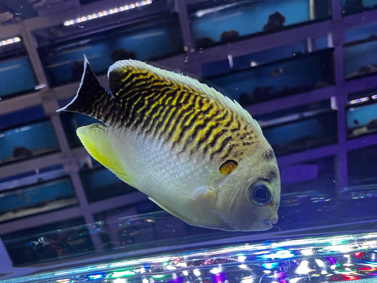 Rare captive Bred Kingi Tiger Angelfish