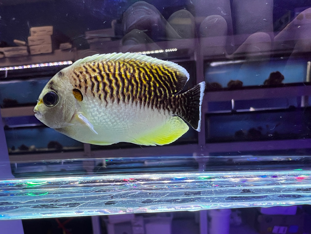 Rare captive Bred Kingi Tiger Angelfish