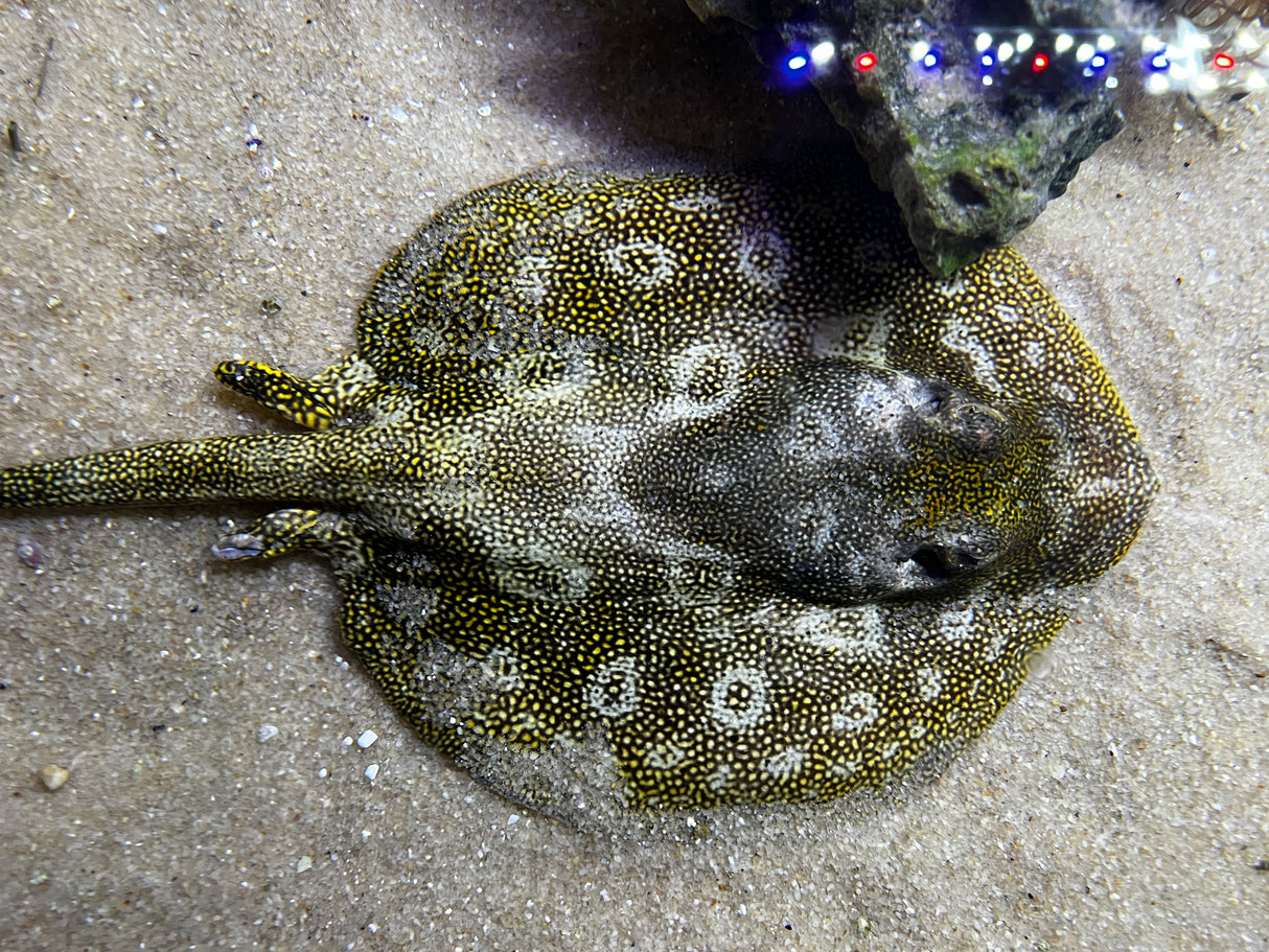 Yellow Stingray
