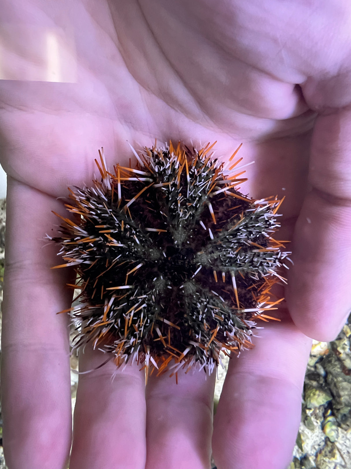 Halloween Urchin