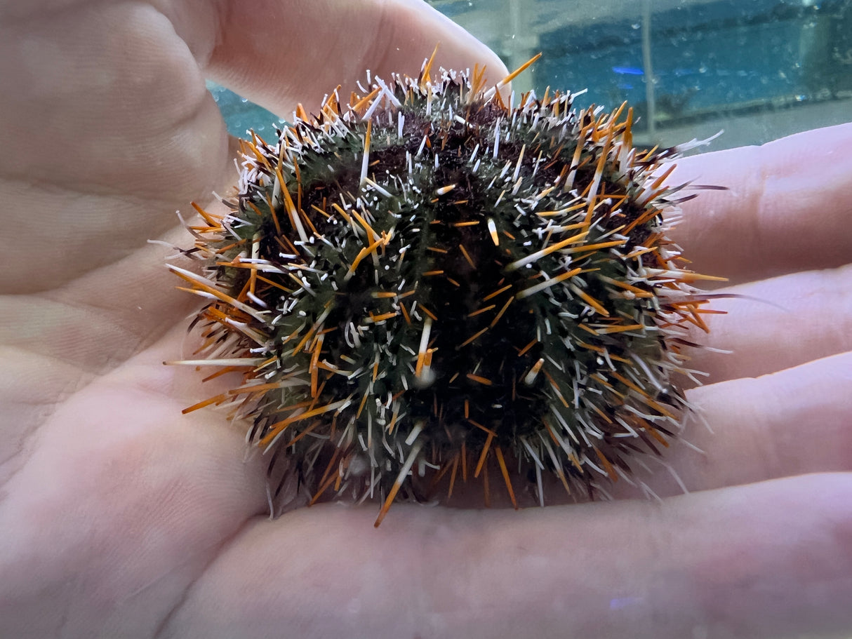 Halloween Urchin