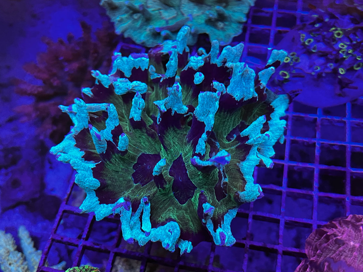 Green Two-Toned Pectinia Coral – Large WYSIWYG LPS Colony