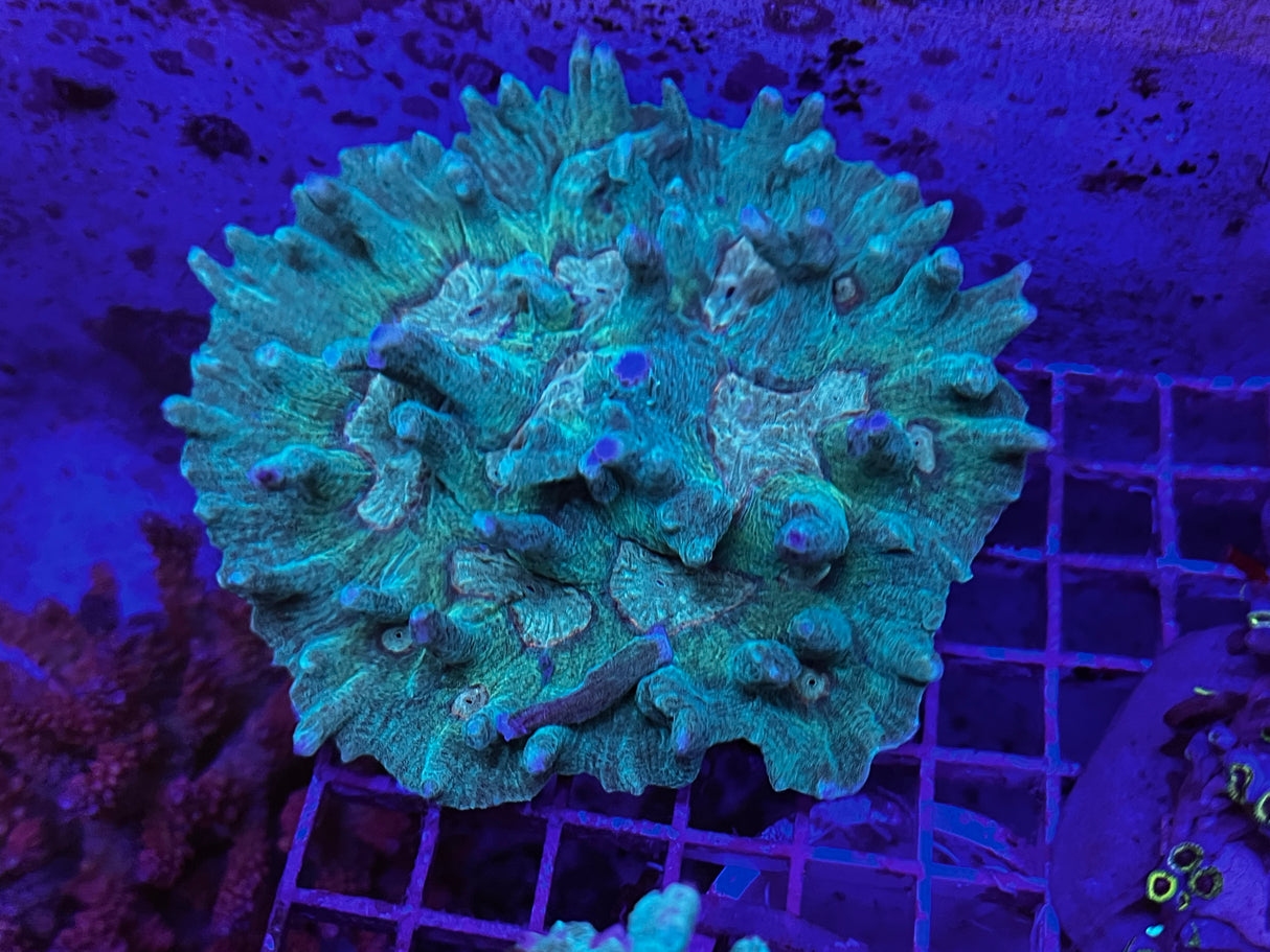 Green Pectinia Coral – 4-5” WYSIWYG LPS