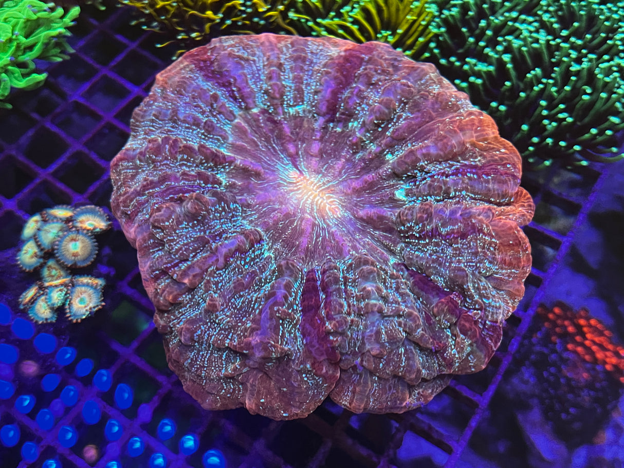 Ultra Pink and Green Acanthophyllia – 5-6” WYSIWYG Showpiece LPS Coral