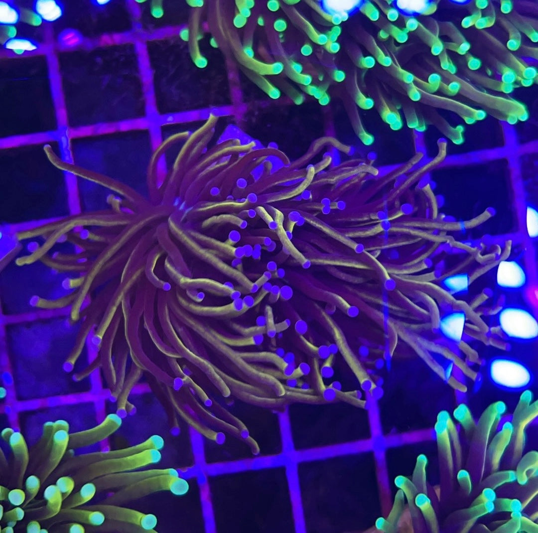 New York NY Knicks Torch 2 Head - Frag - LIVE CORAL WYSIWYG