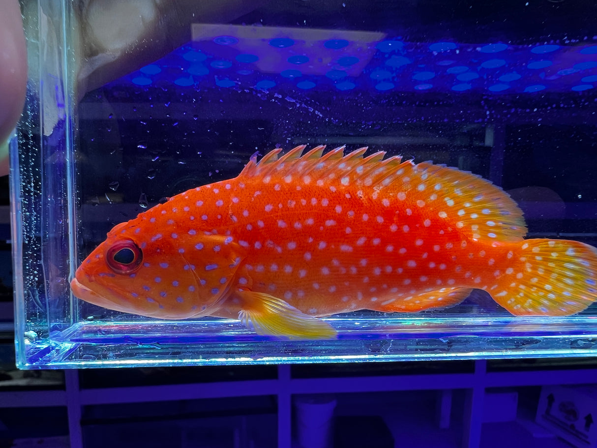 Miniatus Grouper