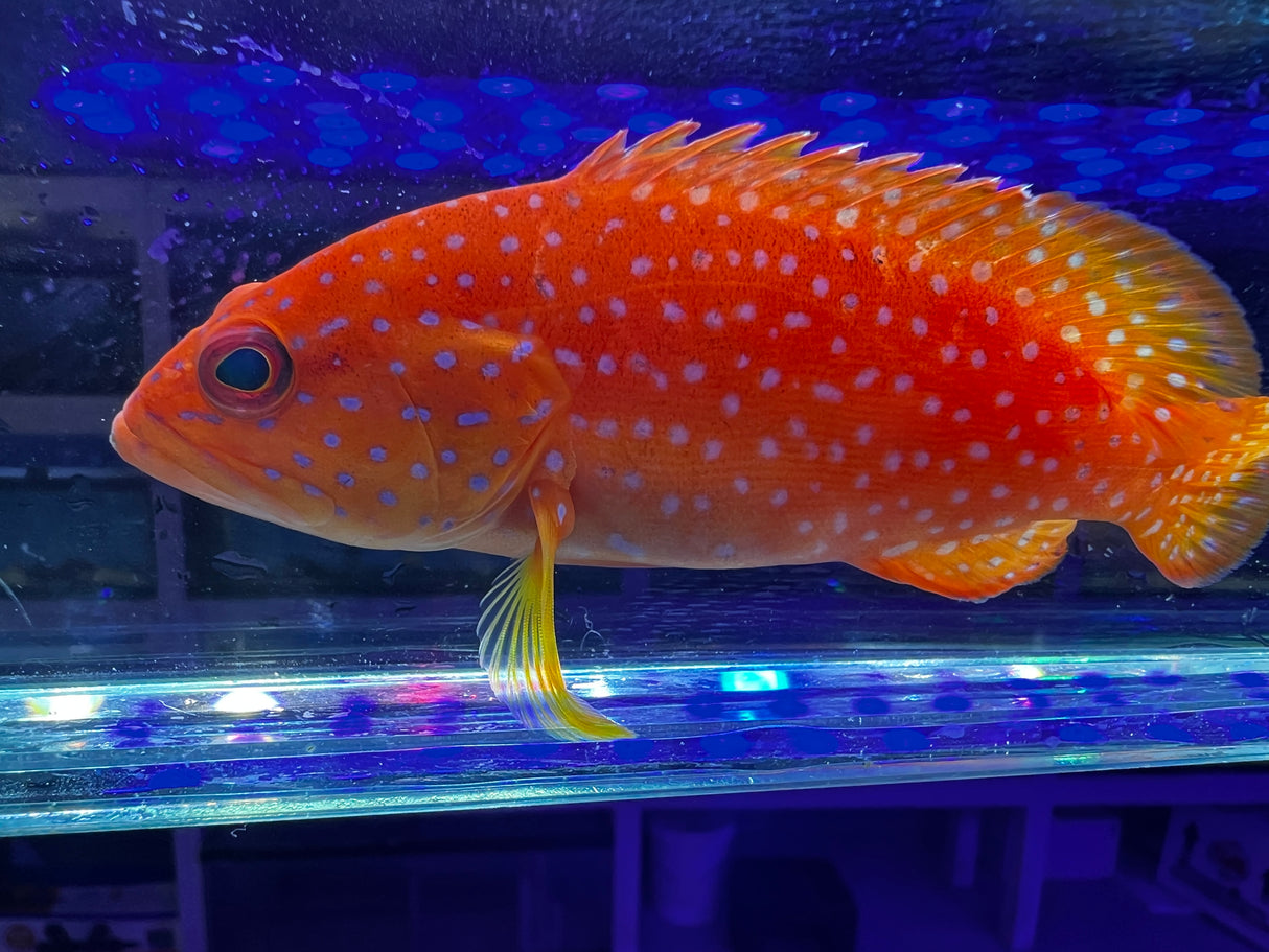 Miniatus Grouper