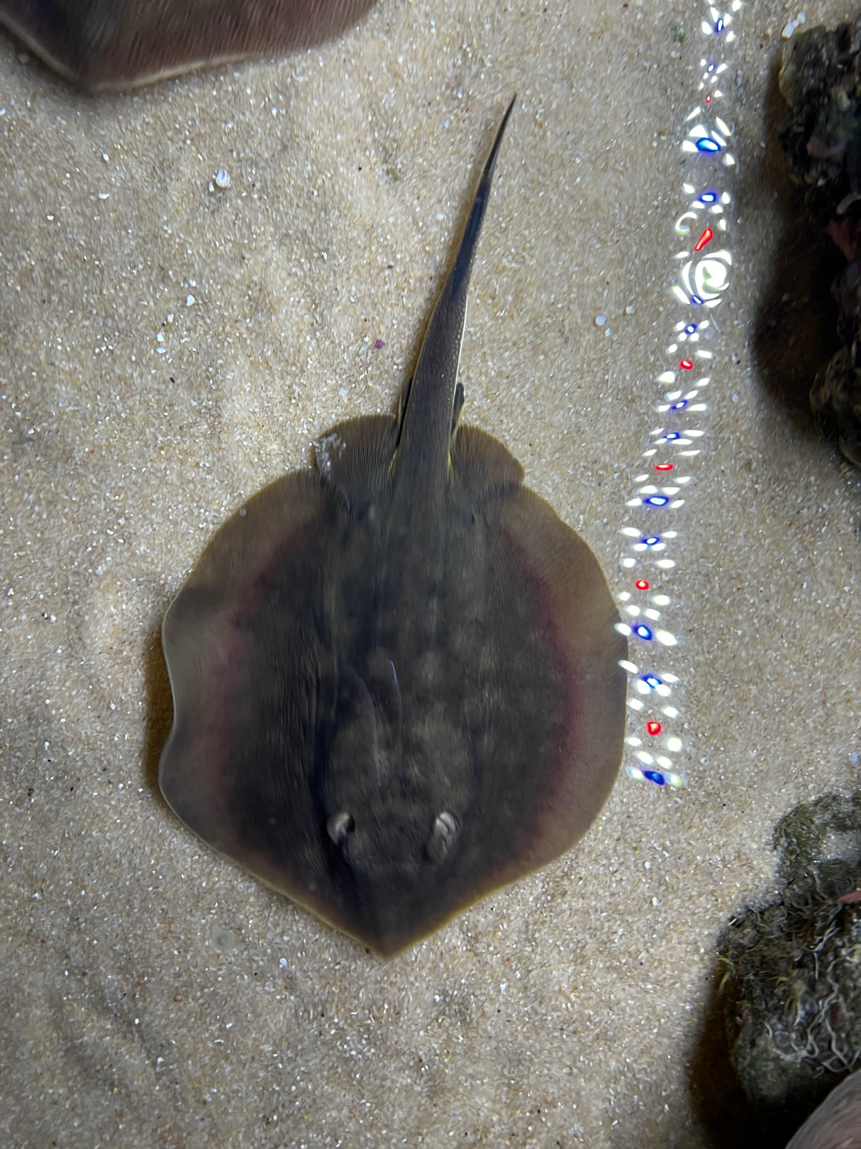 California Stingray (Urobatis halleri)