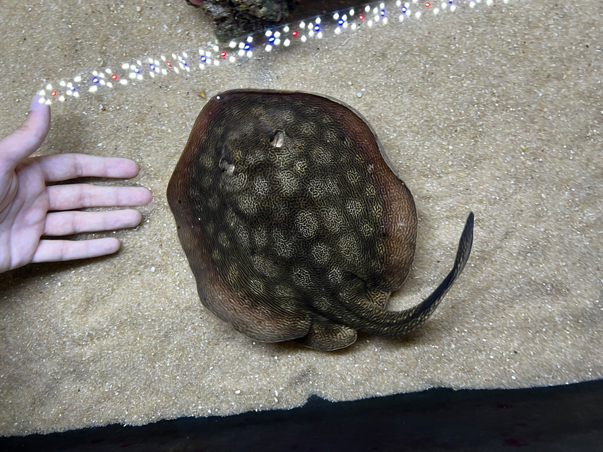 California Stingray (Urobatis halleri)