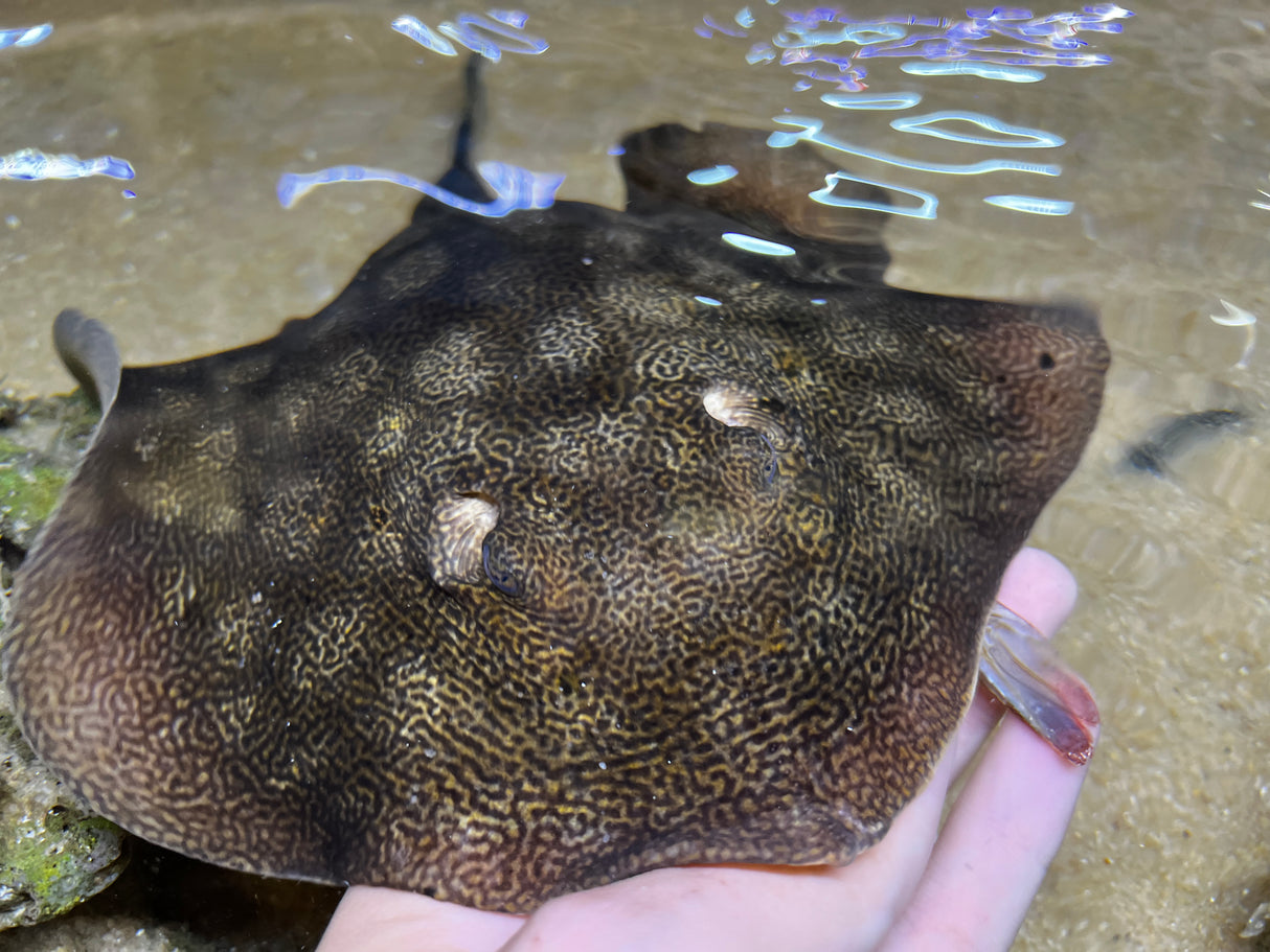 California Stingray (Urobatis halleri)
