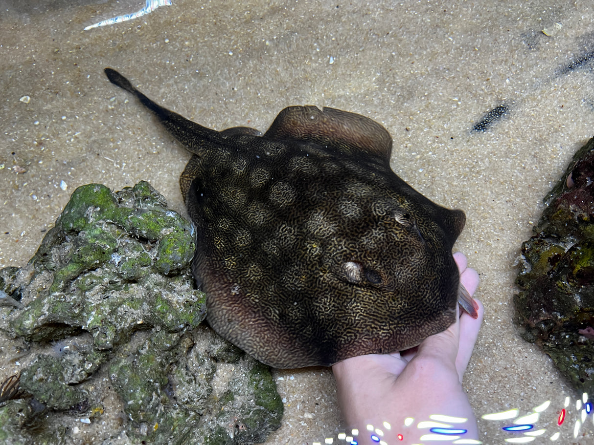 California Stingray (Urobatis halleri)