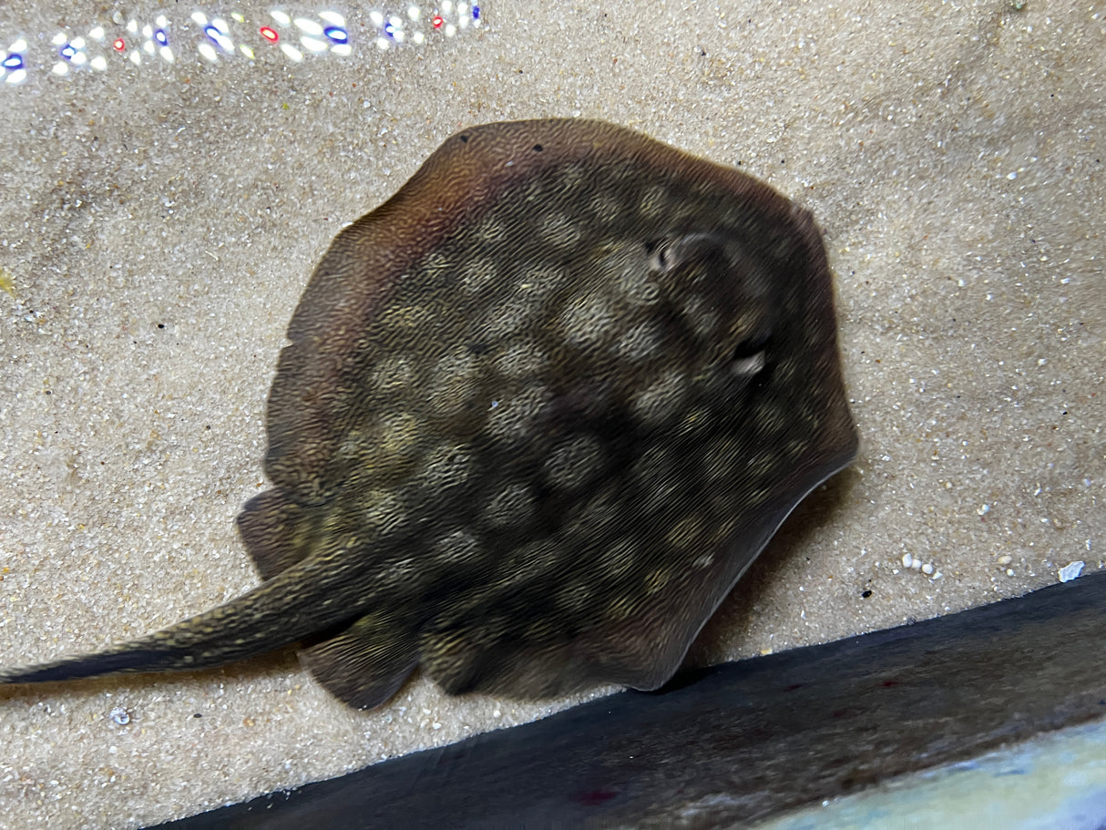 California Stingray (Urobatis halleri)
