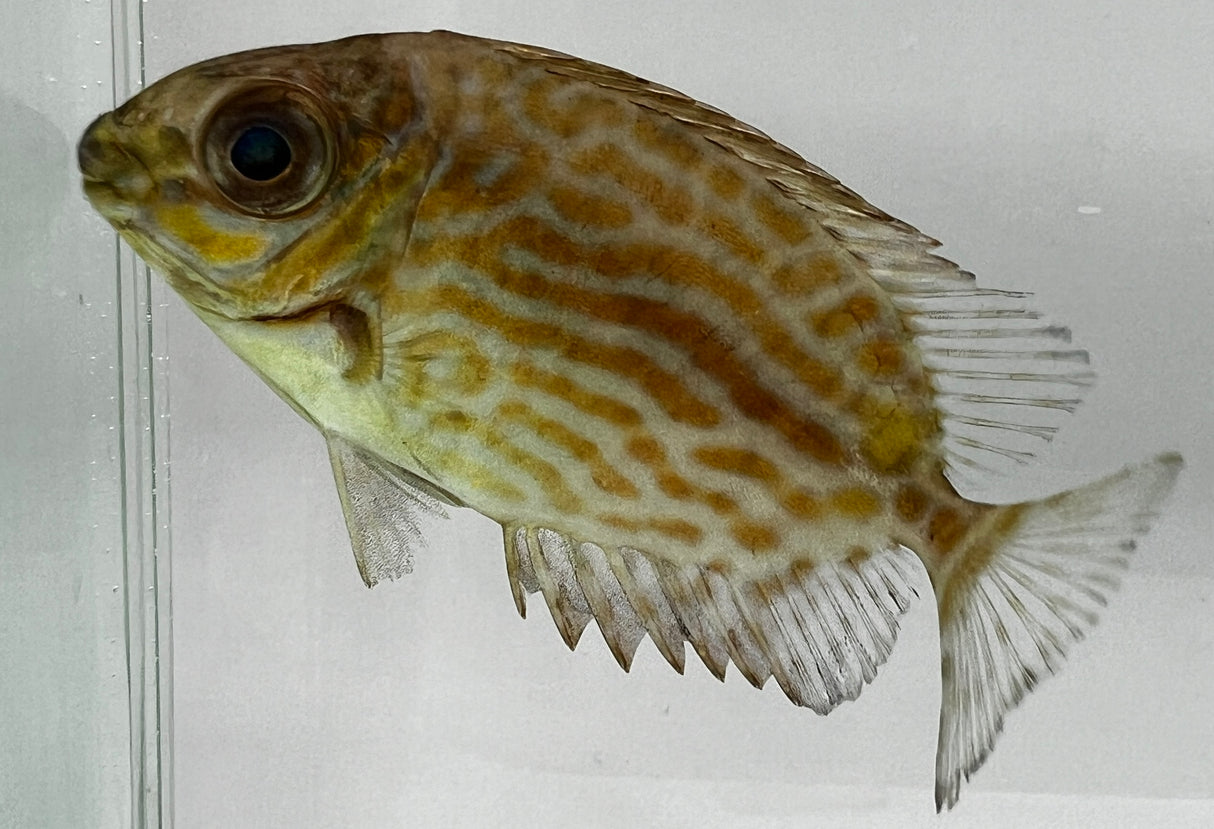 Captive Bred Gold spot Rabbitfish