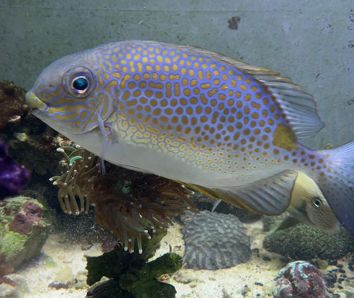 Captive Bred Gold spot Rabbitfish