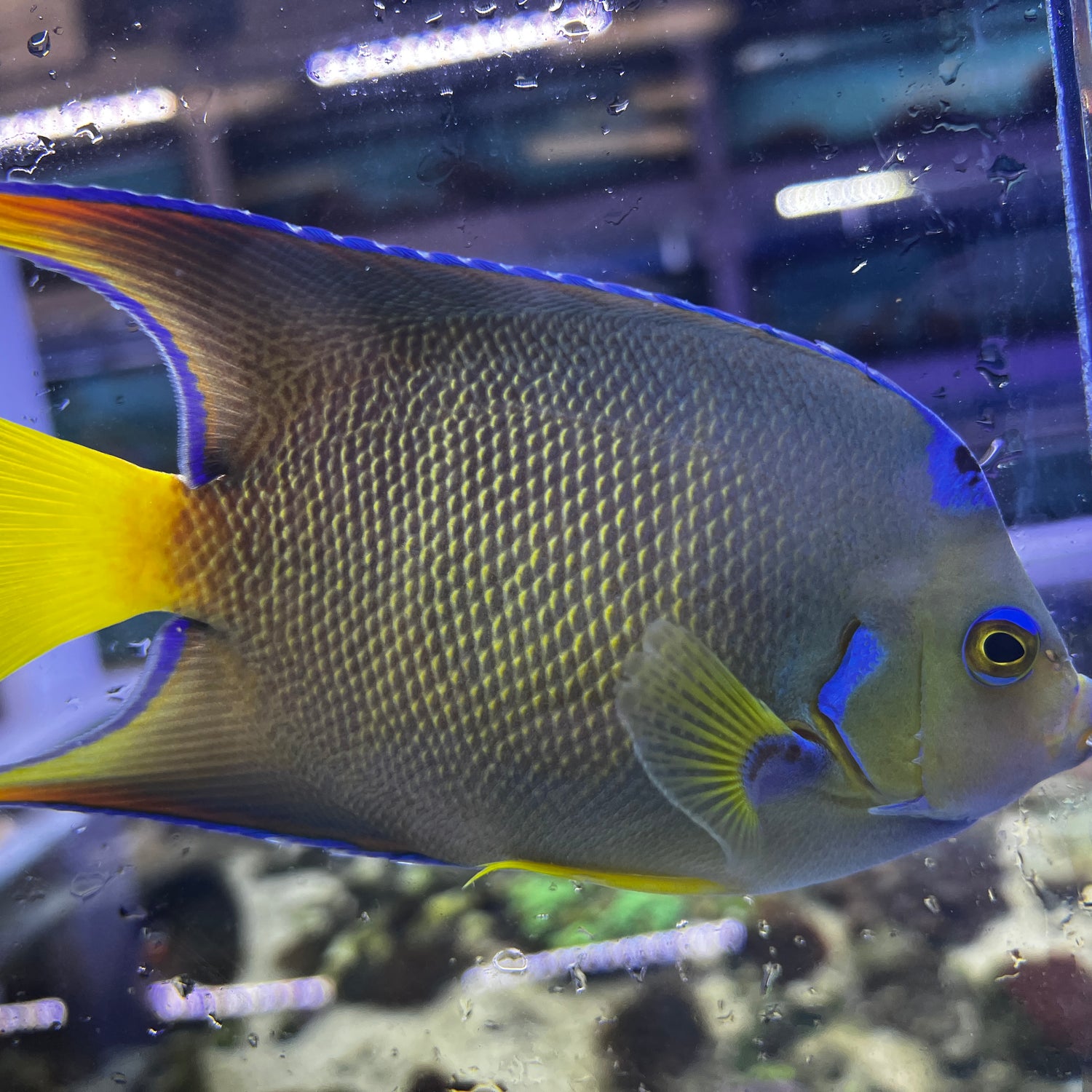Townsend Angelfish Hybrid Blue X Queen hybrid