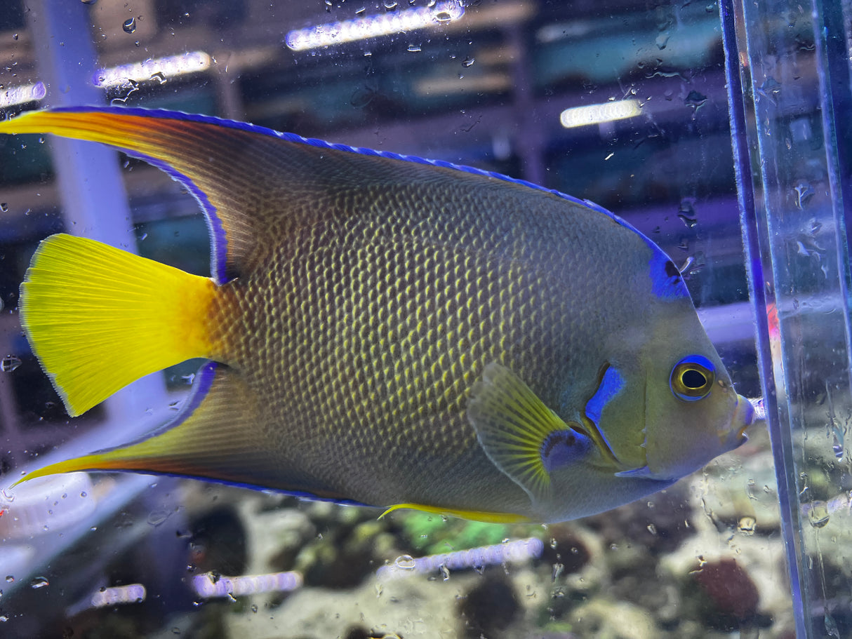 Townsend Angelfish Hybrid Blue X Queen hybrid
