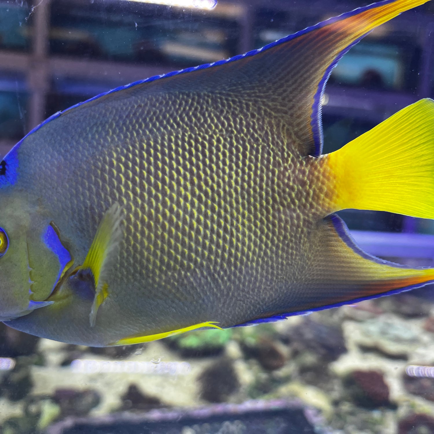Townsend Angelfish Hybrid Blue X Queen hybrid