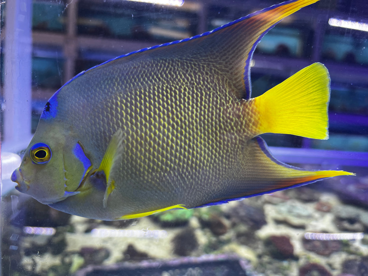 Townsend Angelfish Hybrid Blue X Queen hybrid