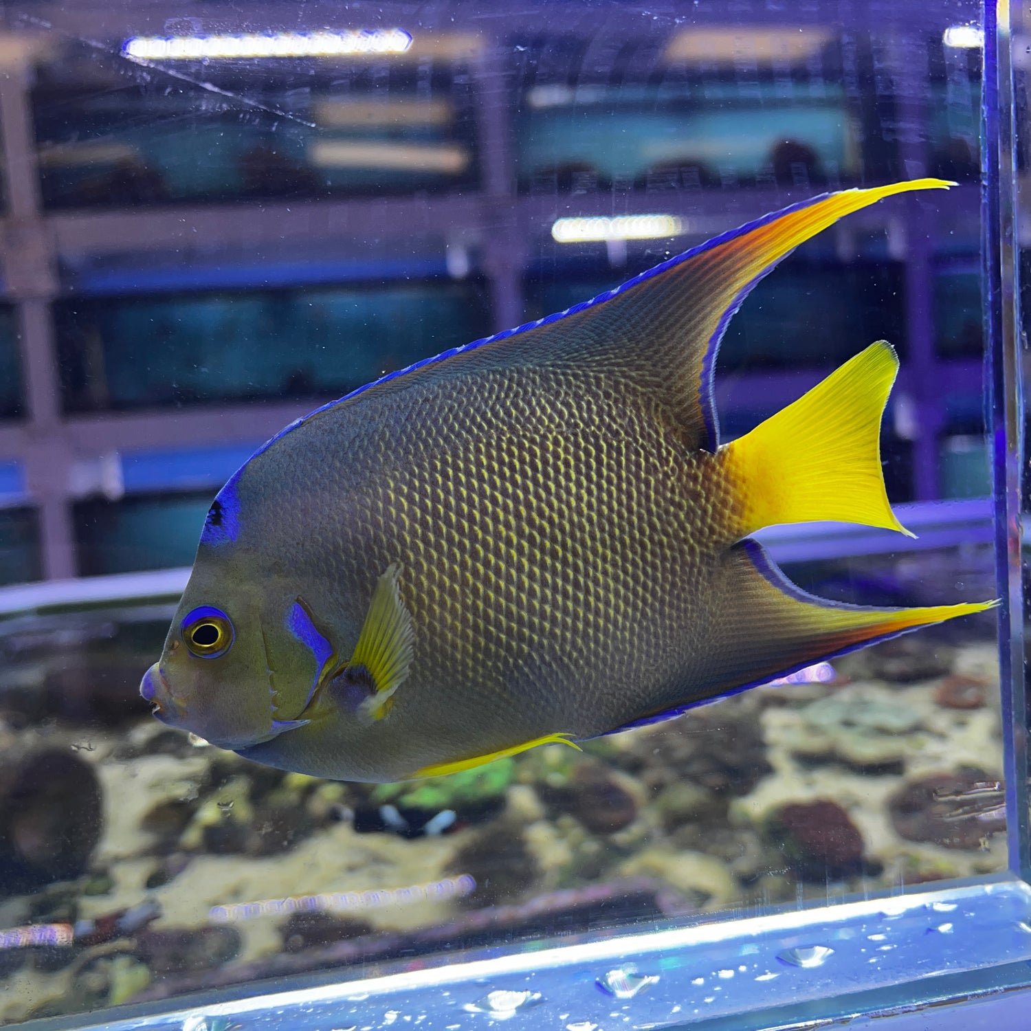 Townsend Angelfish Hybrid Blue X Queen hybrid