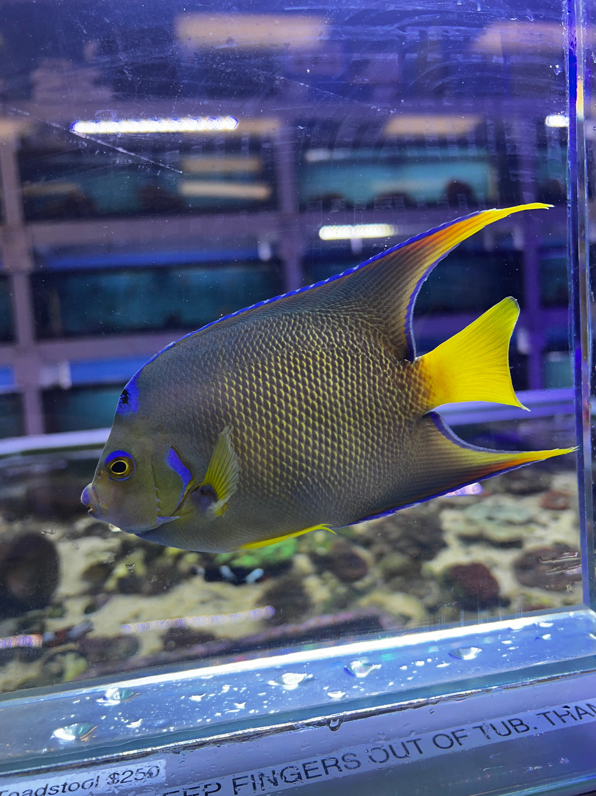 Townsend Angelfish Hybrid Blue X Queen hybrid