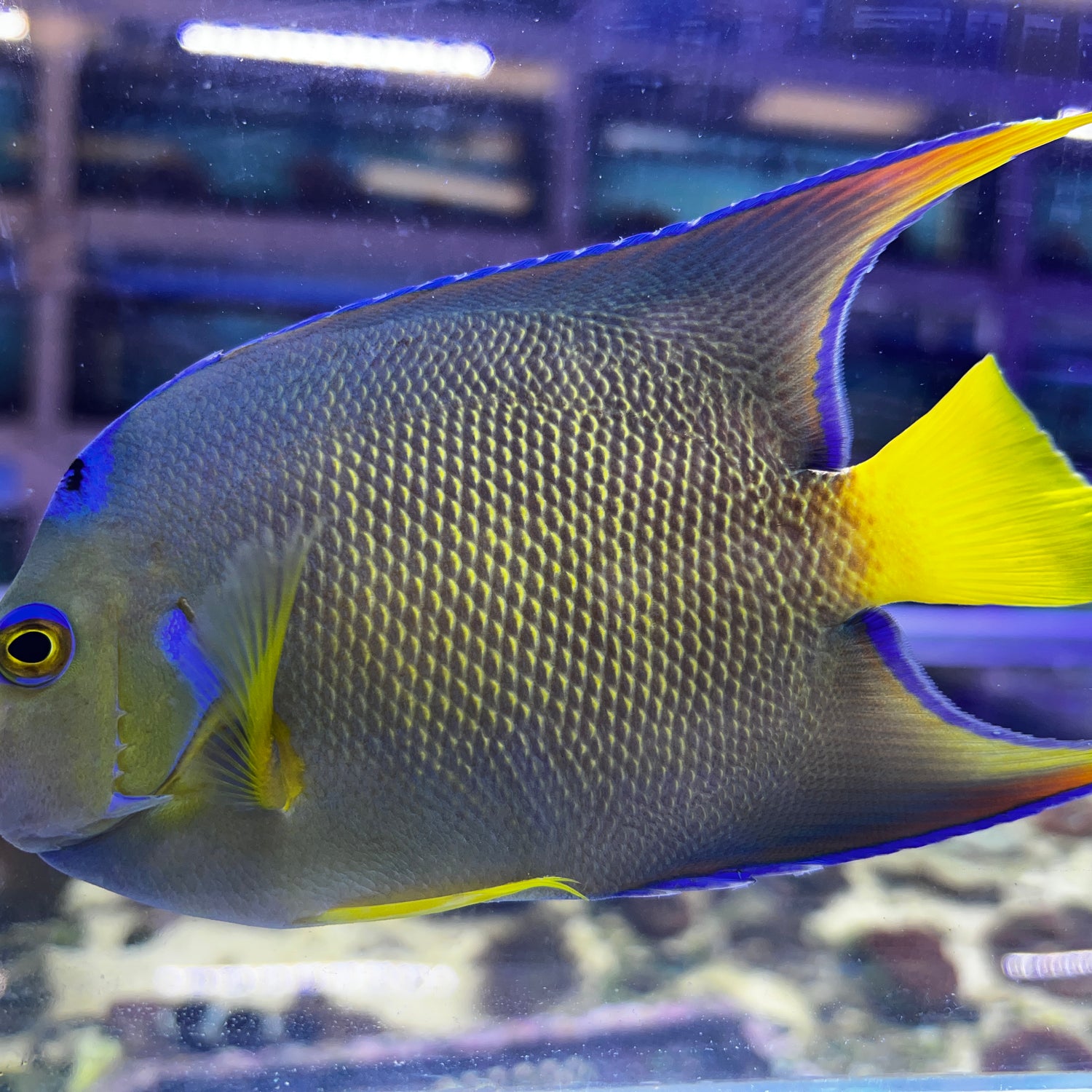 Townsend Angelfish Hybrid Blue X Queen hybrid