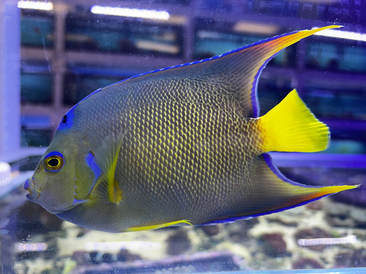 Townsend Angelfish Hybrid Blue X Queen hybrid