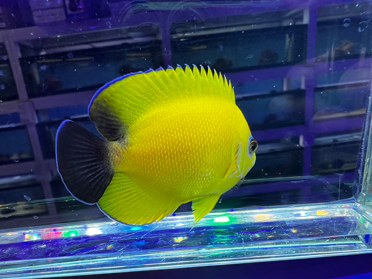 HYBRID Lemonpeel x Halfblack angel (larger)