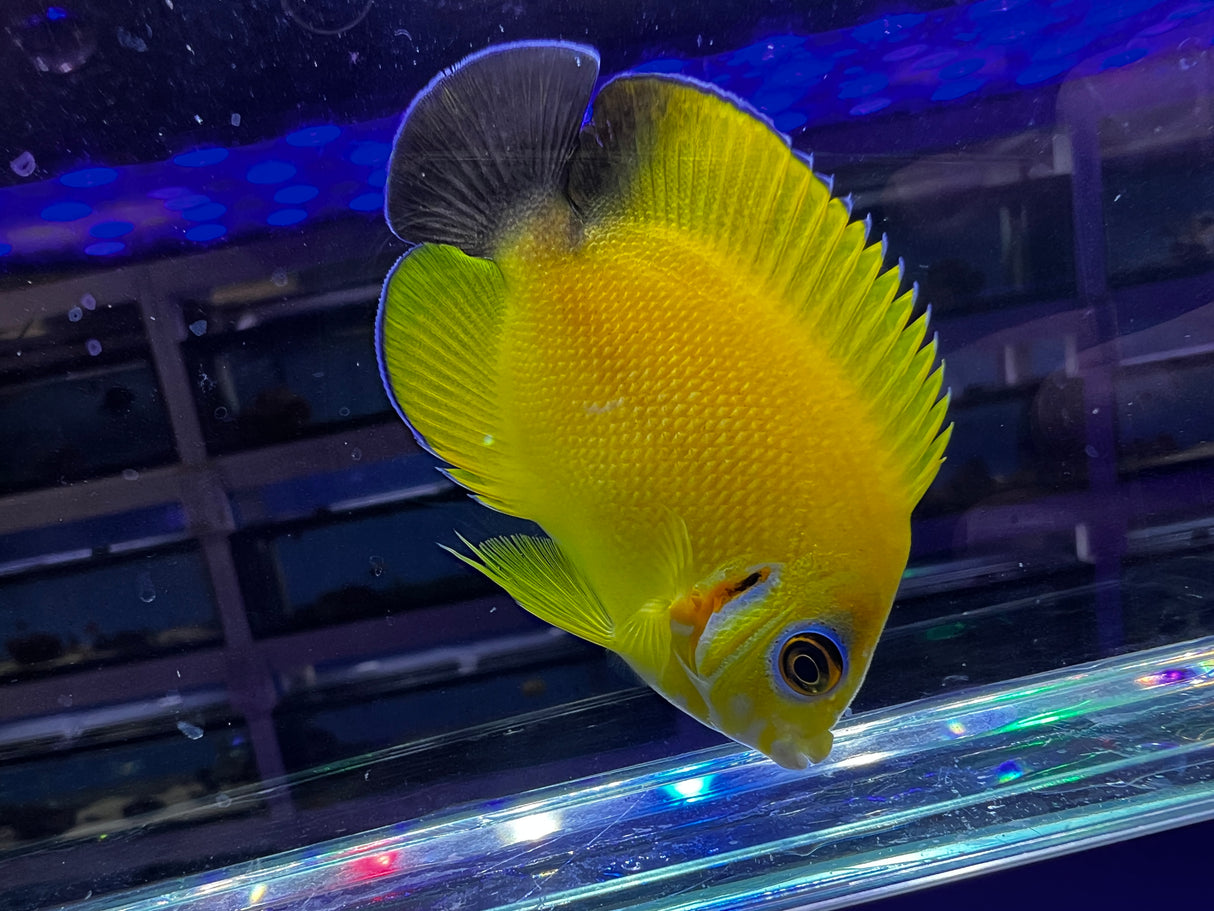 HYBRID Lemonpeel x Halfblack angel (larger)