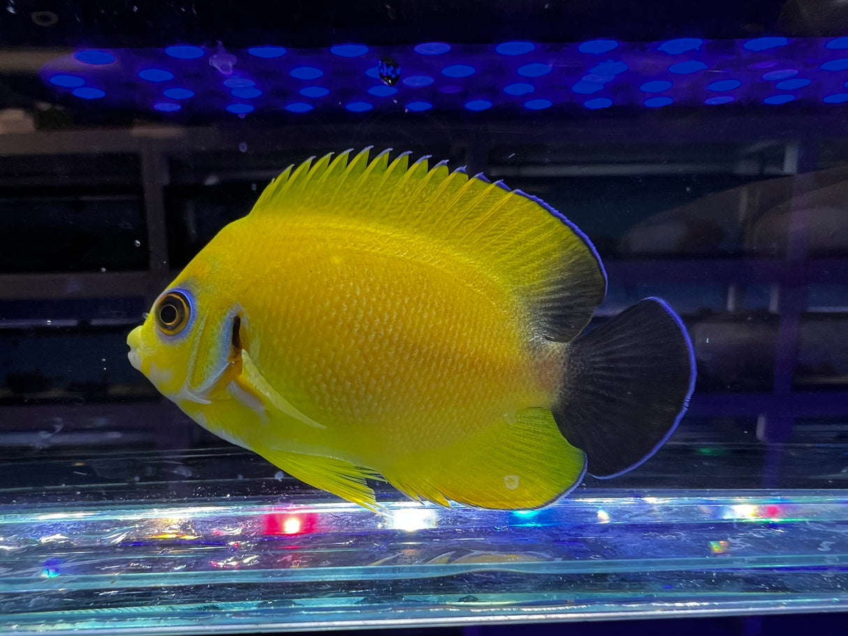 HYBRID Lemonpeel x Halfblack angel (larger)