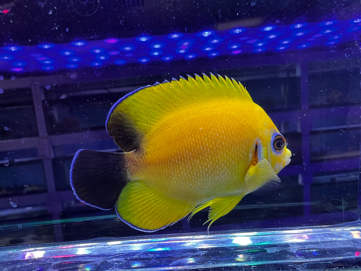 HYBRID Lemonpeel x Halfblack angel (larger)