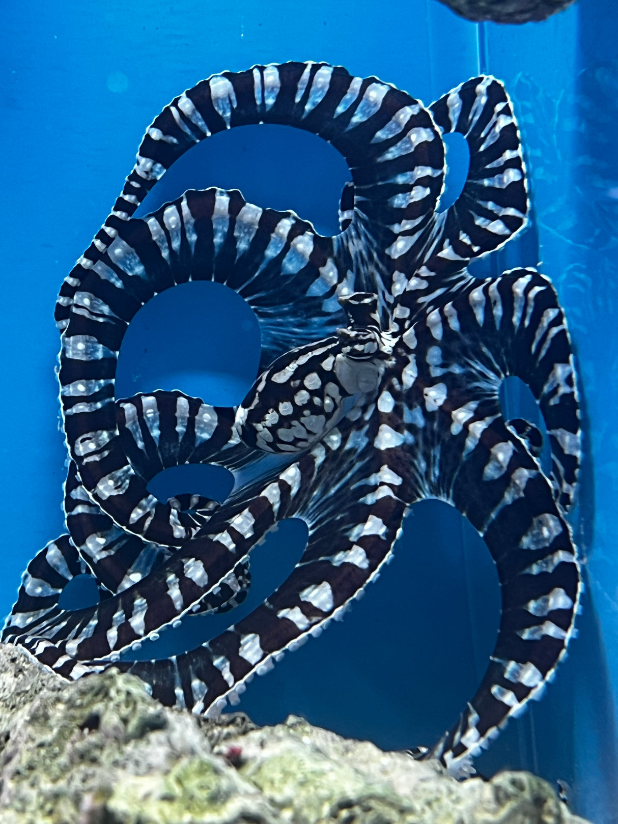 Mimic Octopus