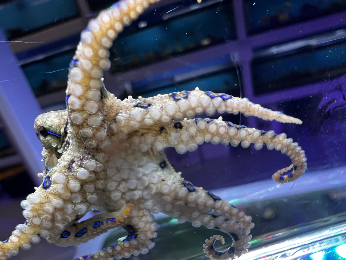 Blue Ringed Octopus VENOMOUS Hapalochlaena