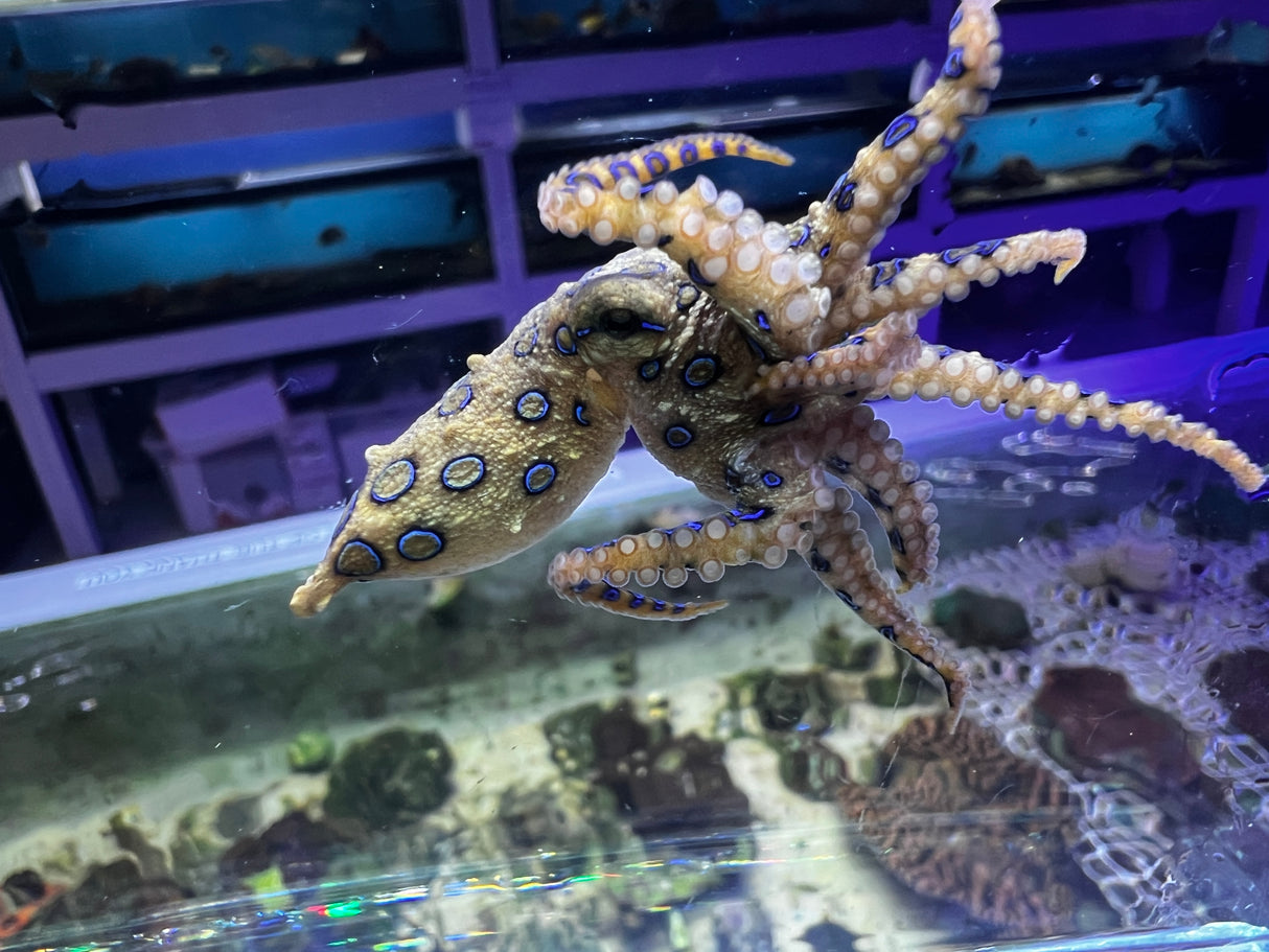 Blue Ringed Octopus VENOMOUS Hapalochlaena